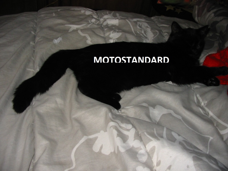 la puma du logo Motostandard  Img_6438
