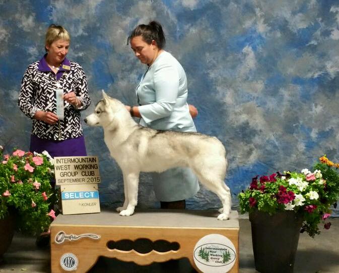 BISS GCH/INT CH Silver Falls Summer Lookout At Keahi *Keegan* - Page 4 12003310