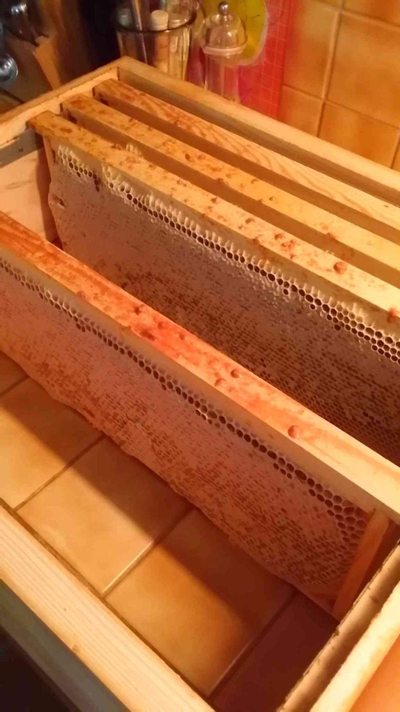 Récolte de miel par écoulement A12