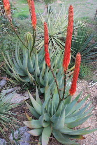 Aloe reitzii A_reit13
