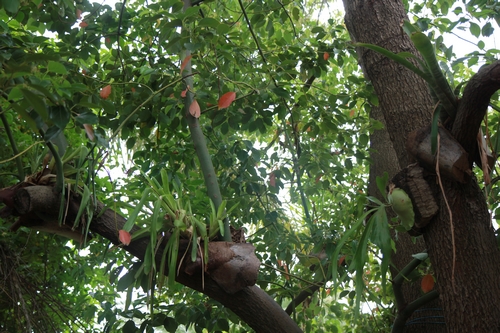 Peut-on sortir des orchidées semi-rustiques dès avril ? Bromel10