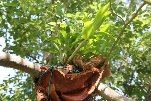 Peut-on sortir des orchidées semi-rustiques dès avril ? Dendro10