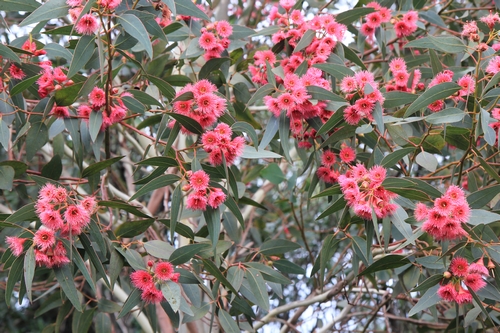 Eucalyptus leucoxylon subsp. megalocarpa Eucaly11