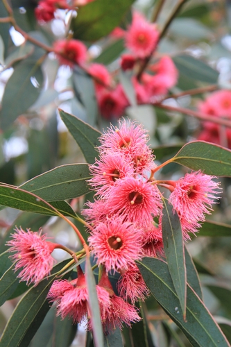 Eucalyptus leucoxylon subsp. megalocarpa Eucaly12