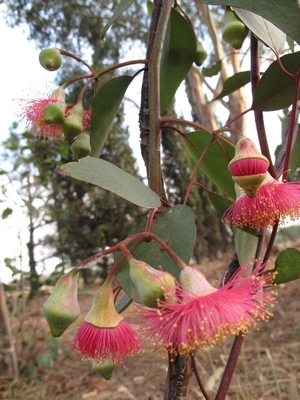 Eucalyptus leucoxylon subsp. megalocarpa Eucaly13