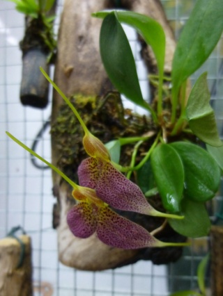 Miniatur-Orchideen 2. Teil - Seite 14 Masdev13