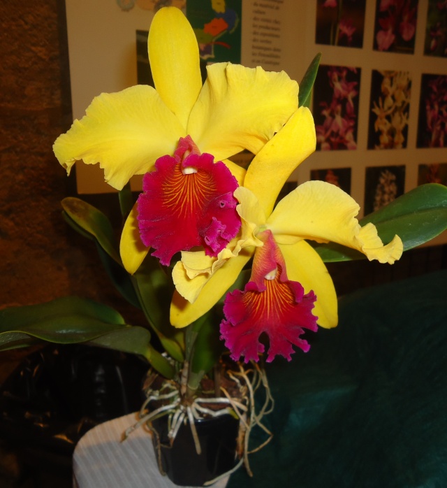 expo d orchidées  Dsc06831