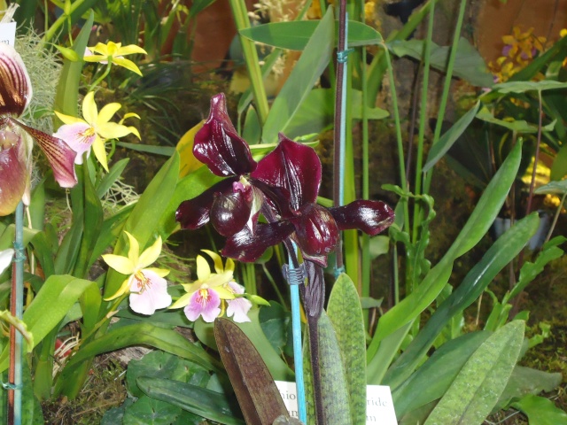 expo d orchidées  Dsc06841