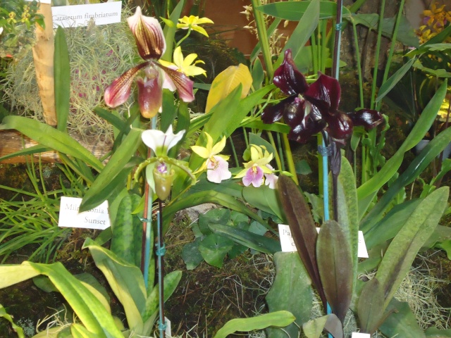 expo d orchidées  Dsc06853