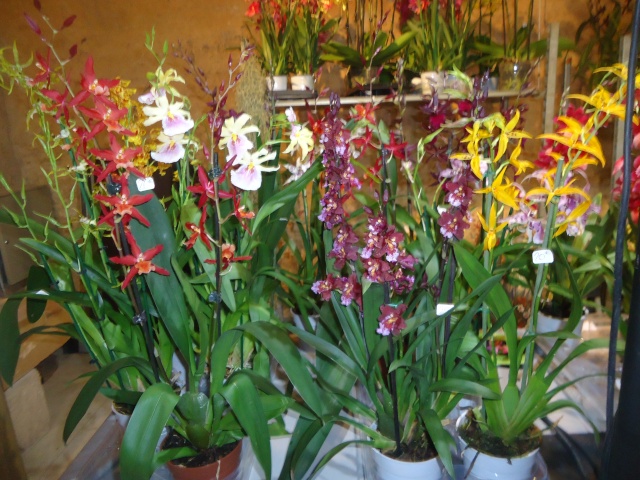 expo d orchidées  Dsc06910