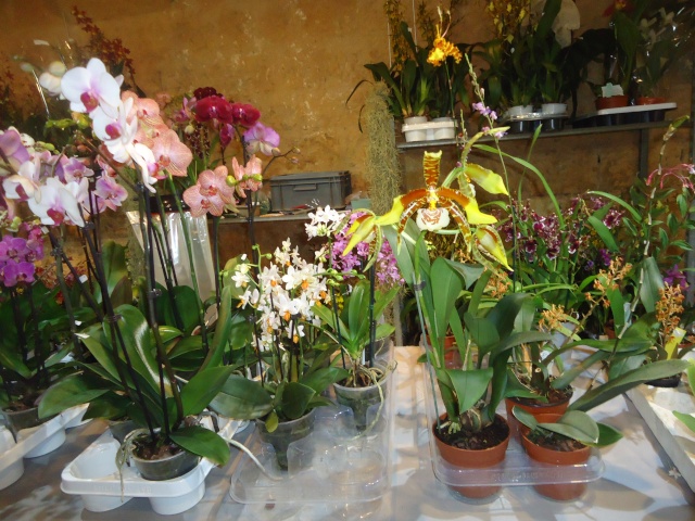 expo d orchidées  Dsc06911