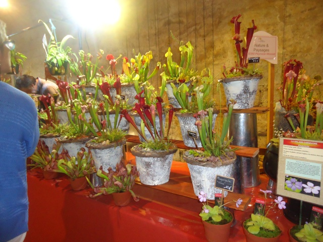 expo d orchidées  Dsc06912