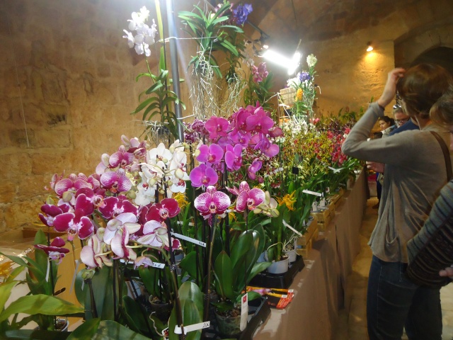 expo d orchidées  Dsc06916