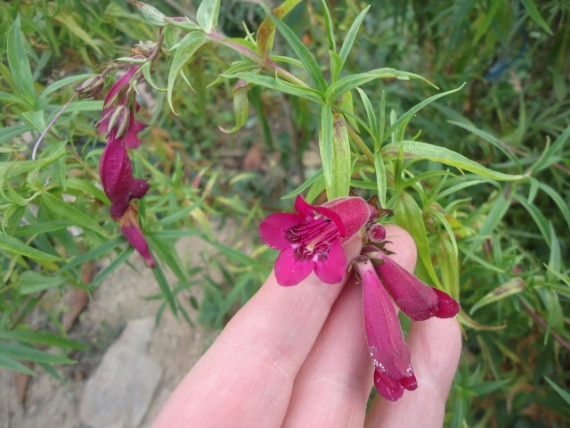 Penstemon - Page 9 Dsc07210