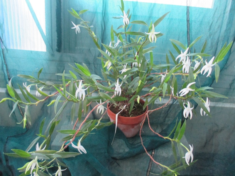 Angraecum mauritianum Img_0023