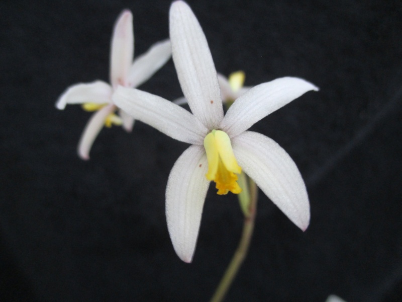 Cattleya (Laelia) fournieri Img_0042