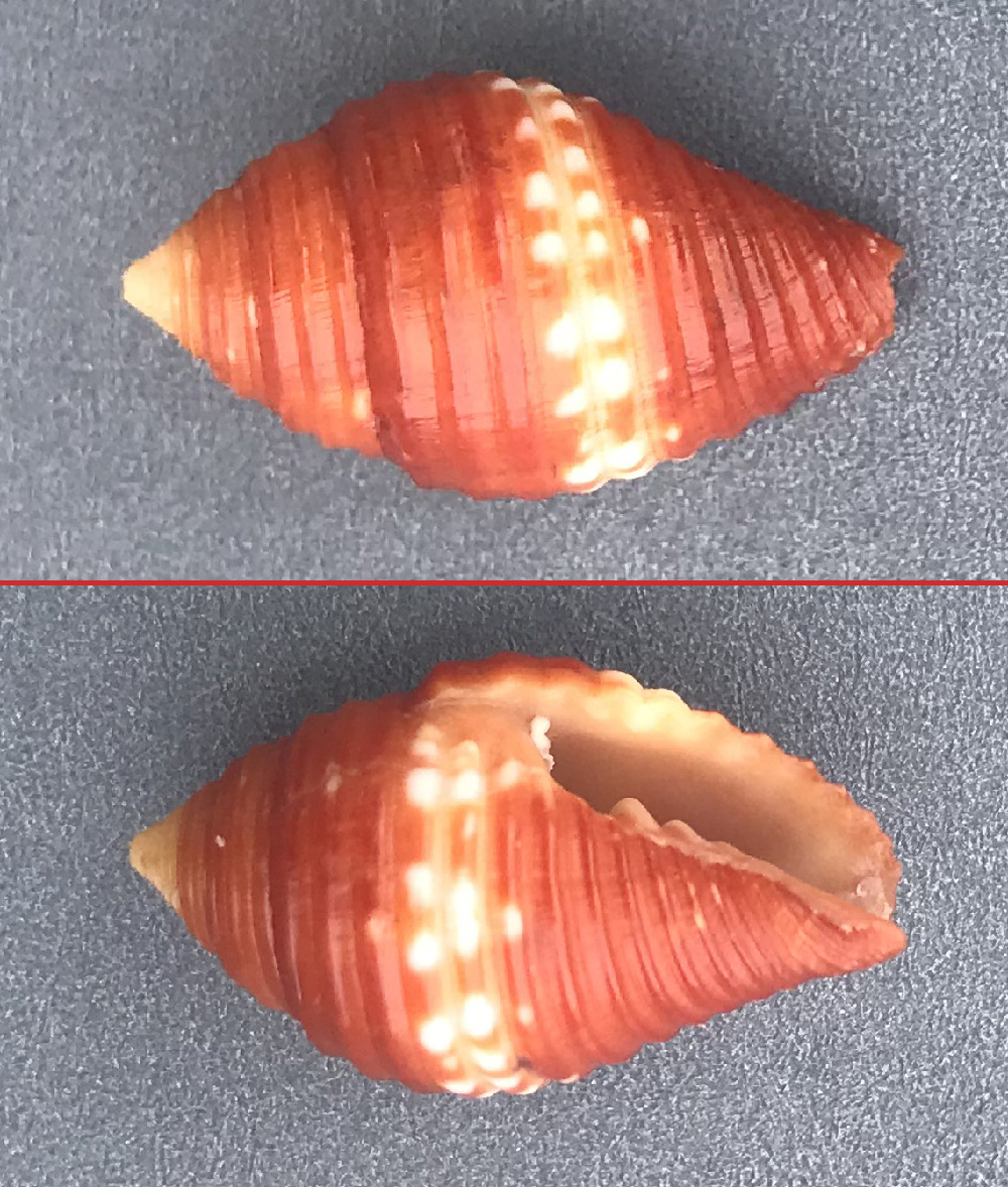 Pseudonebularia_cucumerina  (Lamarck_1811) Orange10