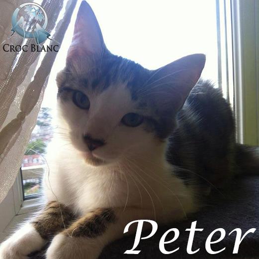 Peter né en avril 2015/ association CROC BLANC  Peter_10