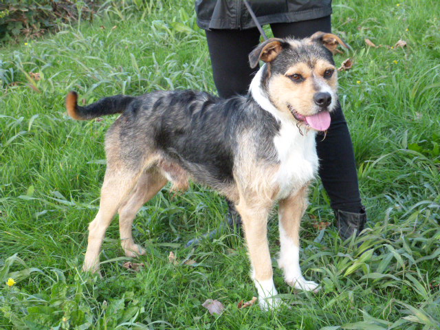 CHOUMY  croisé Griffon / Ba   2 ans   -   SPA  DE  POITIERS  86 307_f_12