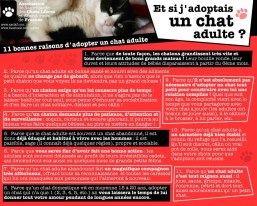 adoptez un chat adulte Adopte10
