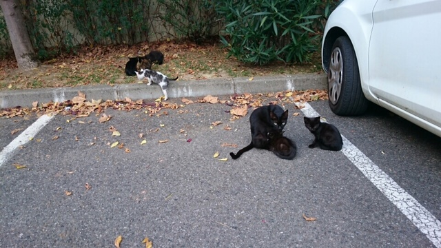 3 chattes et 7 chatons aux amidonniers Amidon10