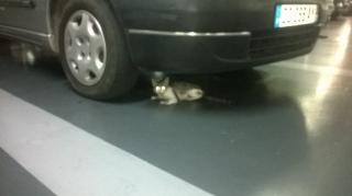 urgent, chaton vu au parking st georges : décédé Chaton11