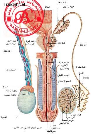 موضوع كامل ومتكامل عن الجهاز التناسلي للذكر والأنثى مدمج بالصور .... Ex258310