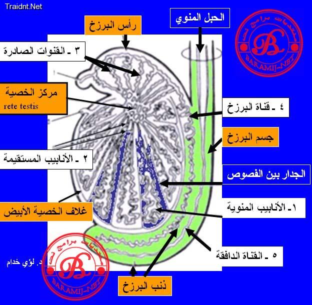 موضوع كامل ومتكامل عن الجهاز التناسلي للذكر والأنثى مدمج بالصور .... Rqn58410