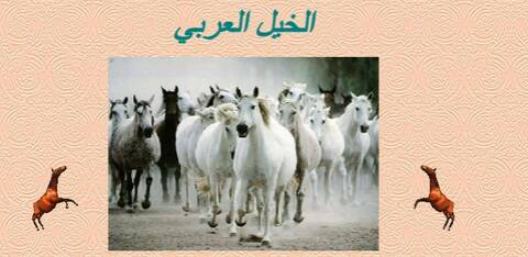 الخيول العربيه
