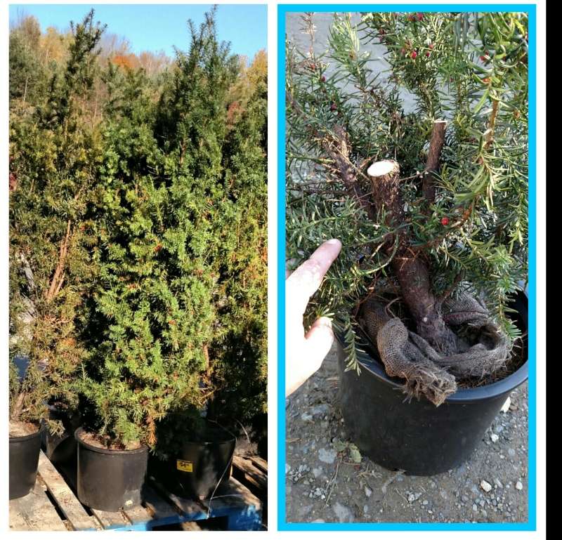 large nursery taxus Img_2017