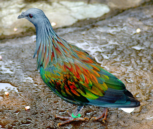 pigeon de Nicobar 50008410