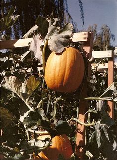 Growing cantaloupes vertically-a little differently this year. 0d577f11