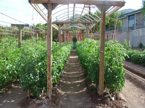 Growing cantaloupes vertically-a little differently this year. Mittle10