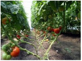 Growing cantaloupes vertically-a little differently this year.  Tomato10