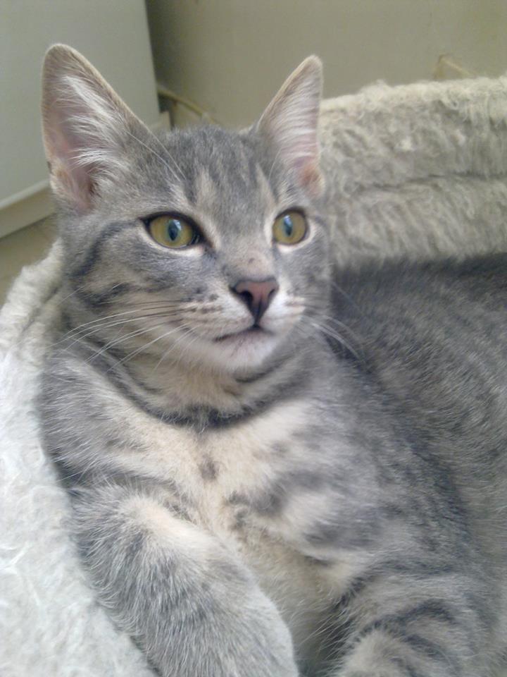 Louka - Gris tabby - Né en Mai 2015 12041910