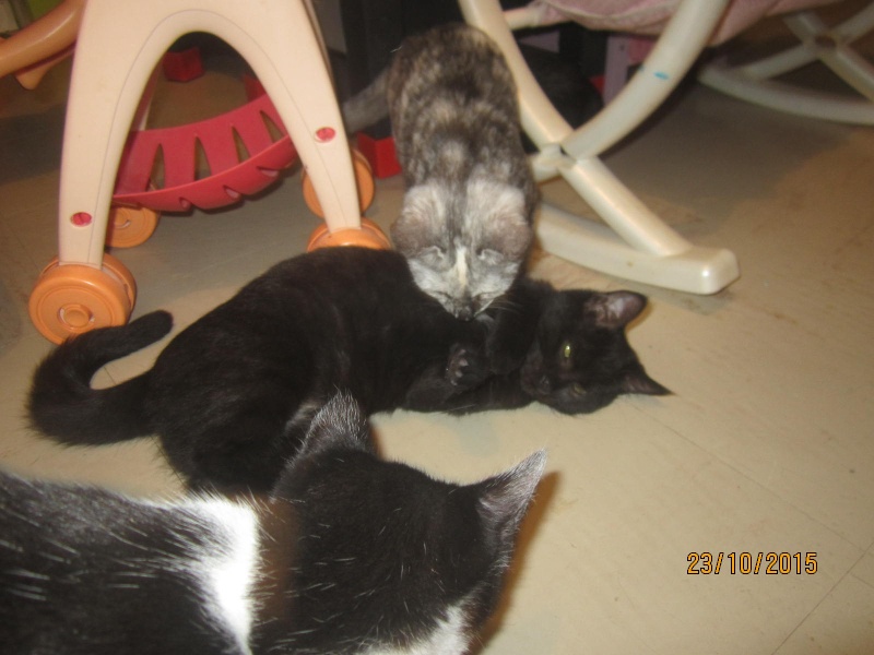 Loula (black Smoke) et Lanka (noire médaillon blanc) chatonnes à adopter ensemble nées le 08 Juin Img_5739