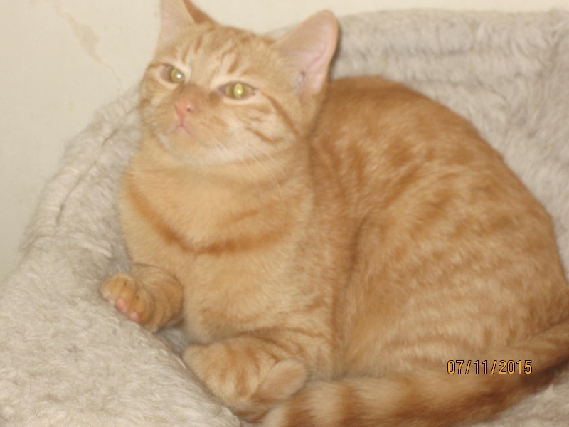 roux - Lyona et Looky - chatons roux née en Mai 2015 adoptés ensemble Img_5925