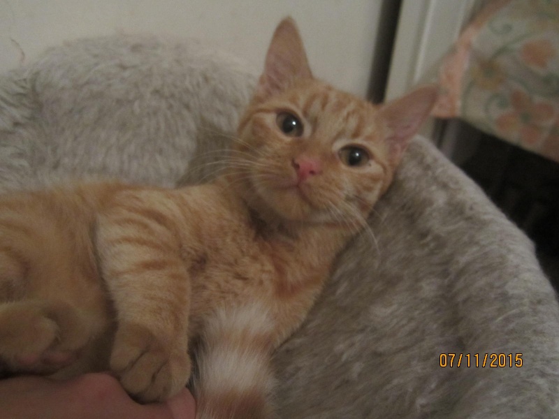 chatons - Lyona et Looky - chatons roux née en Mai 2015 adoptés ensemble Img_5931
