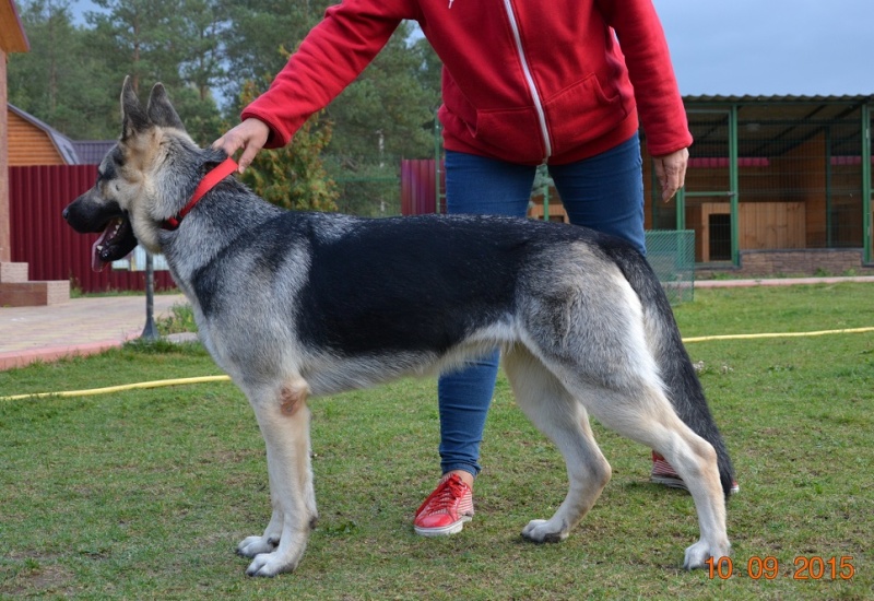 веолар larina20081976 mail ru - ВОСТОЧНО-ЕВРОПЕЙСКАЯ ОВЧАРКА ВЕОЛАР СКАЙС Dsc_0140