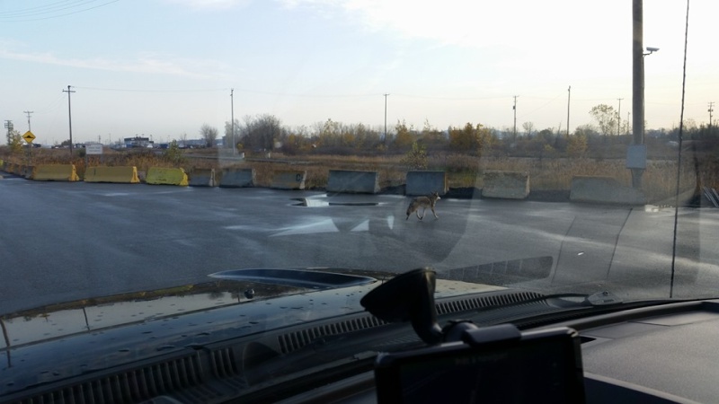 Spotted: Coyote Montreal Ouest (Lachine) Coyote10