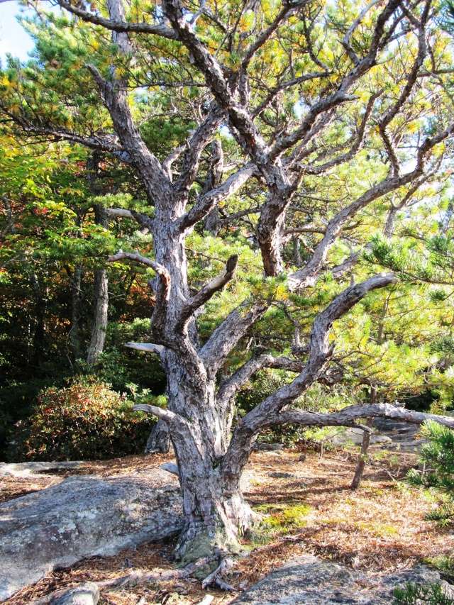 American Bonsai at the NC Arboretum - Page 25 Little10