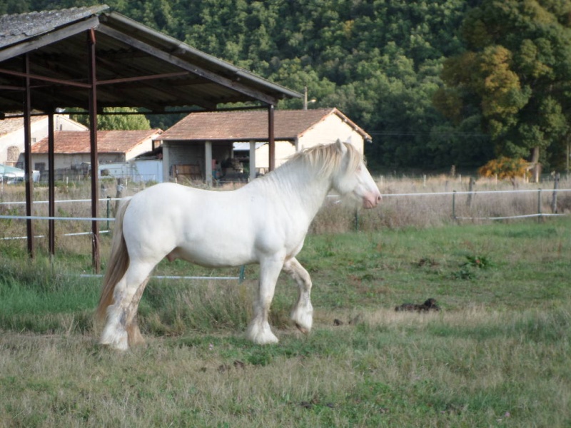 Dust of Gold. Irich Cob perlino par Shambo - Page 2 Sam_1611