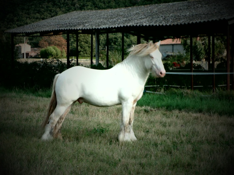 Dust of Gold. Irich Cob perlino par Shambo - Page 2 Sam_1612