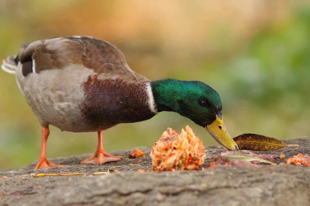 Simplement colvert Img_1710