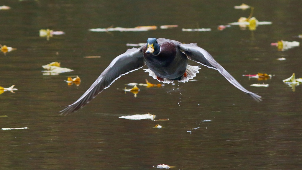 Simplement colvert Img_1711