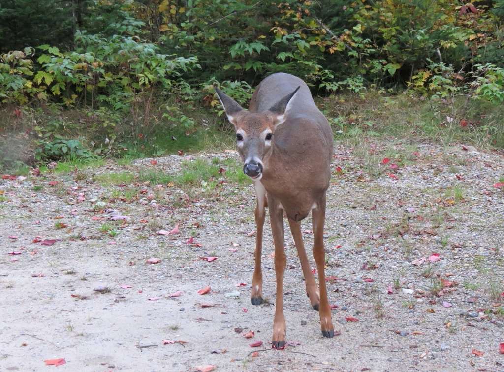 Beaucoup de chevreuils Mont_t16