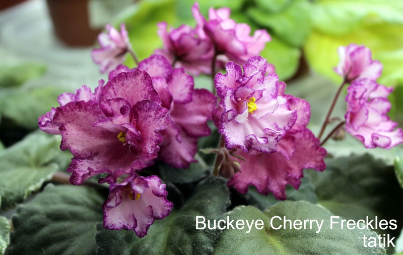 Buckeye Cherry Freckles B_cher12