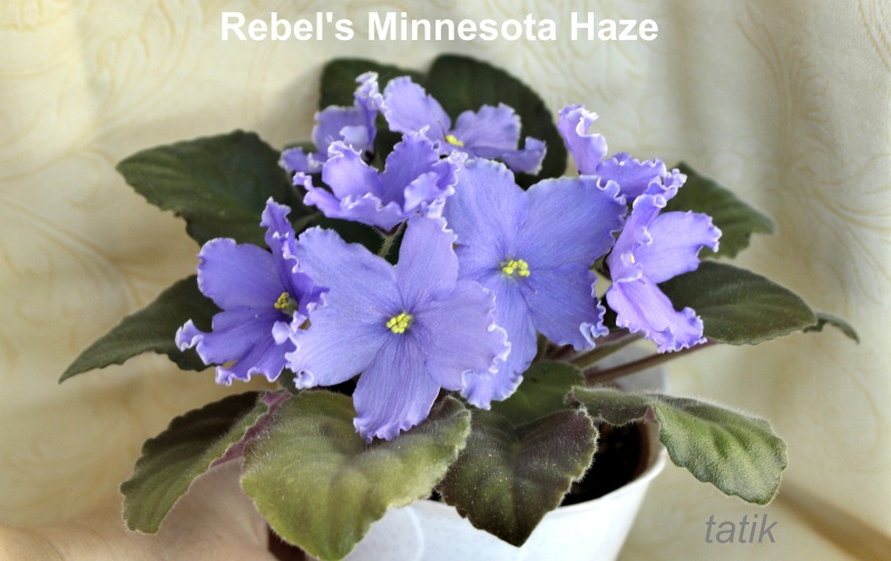 Rebel's Minnesota Haze Rebels10