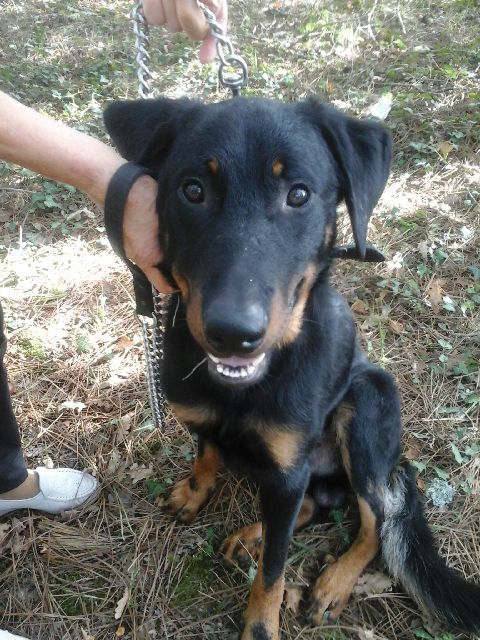 Balboa beauceron Né en juillet 2014  20151012