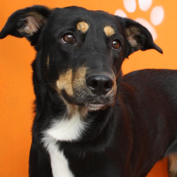 Jining très jolie croisée beauceronne née en oct 2014 Jining10